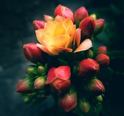 P1150594