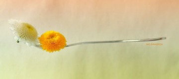P1160789