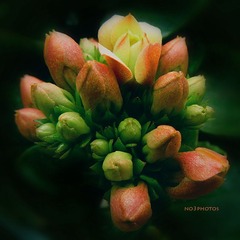 P1170012