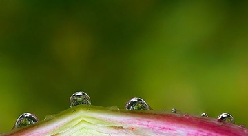 花露