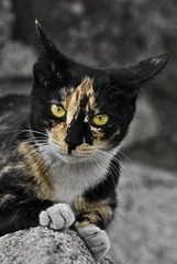 花面猫