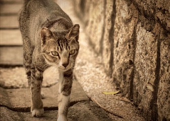 Cat walk