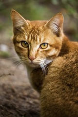 cool 猫