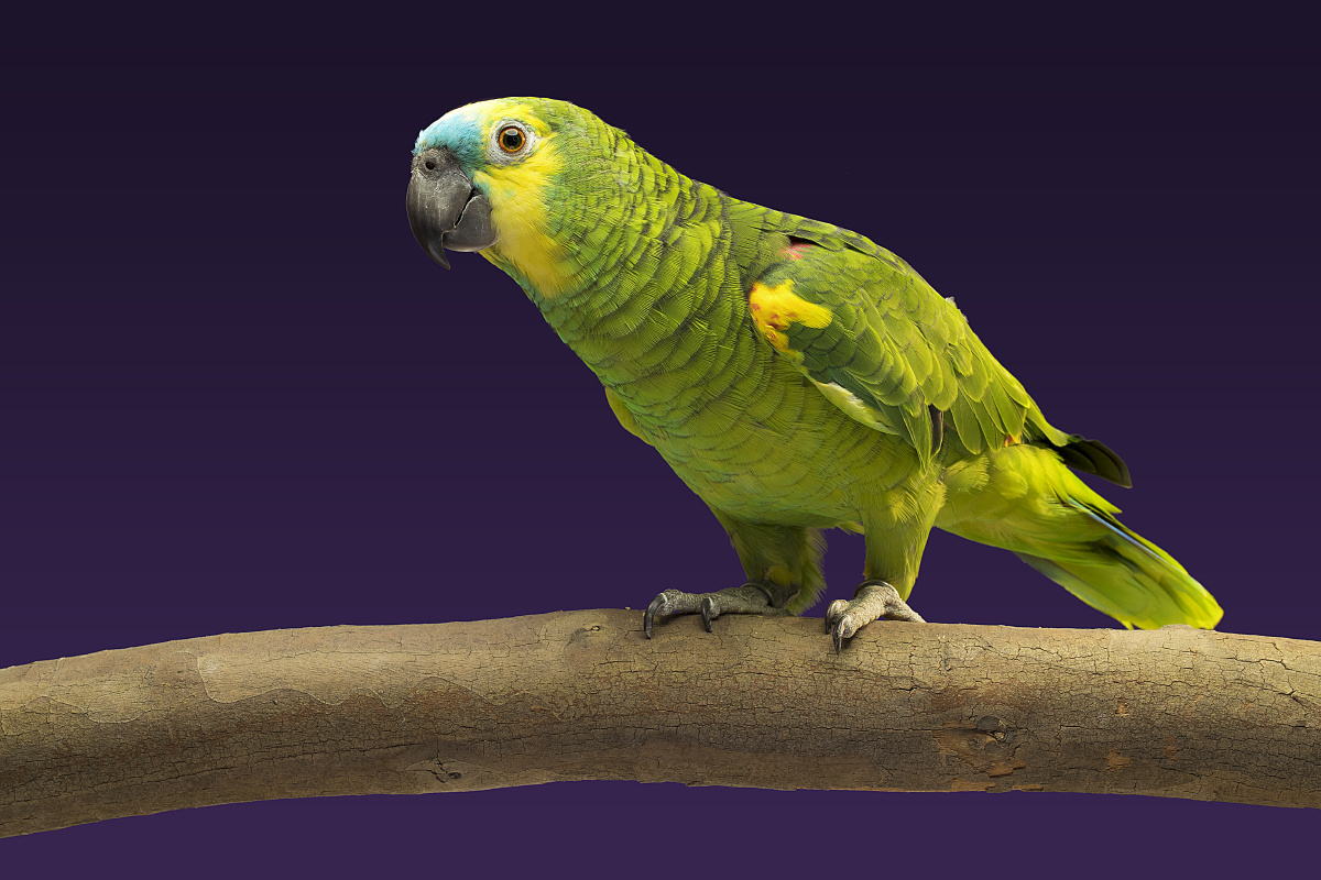 黄翼亚马逊鹦鹉