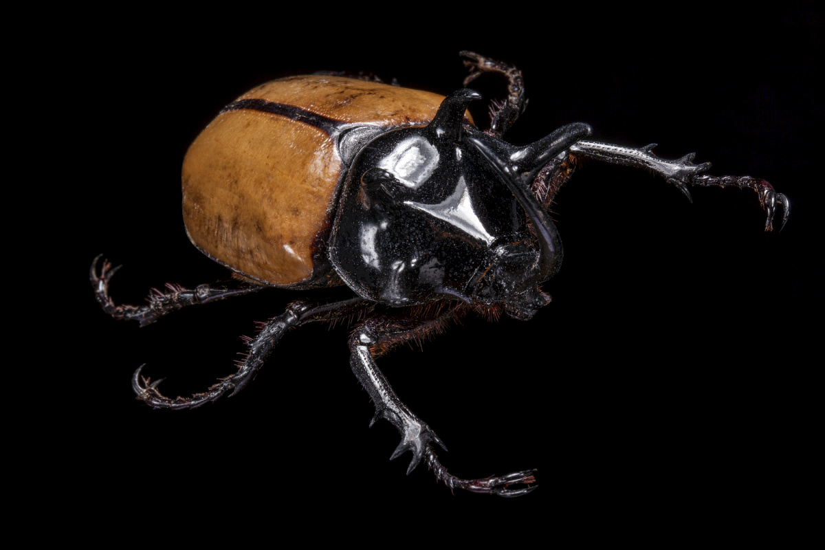 细角疣犀金龟(五角大兜虫)