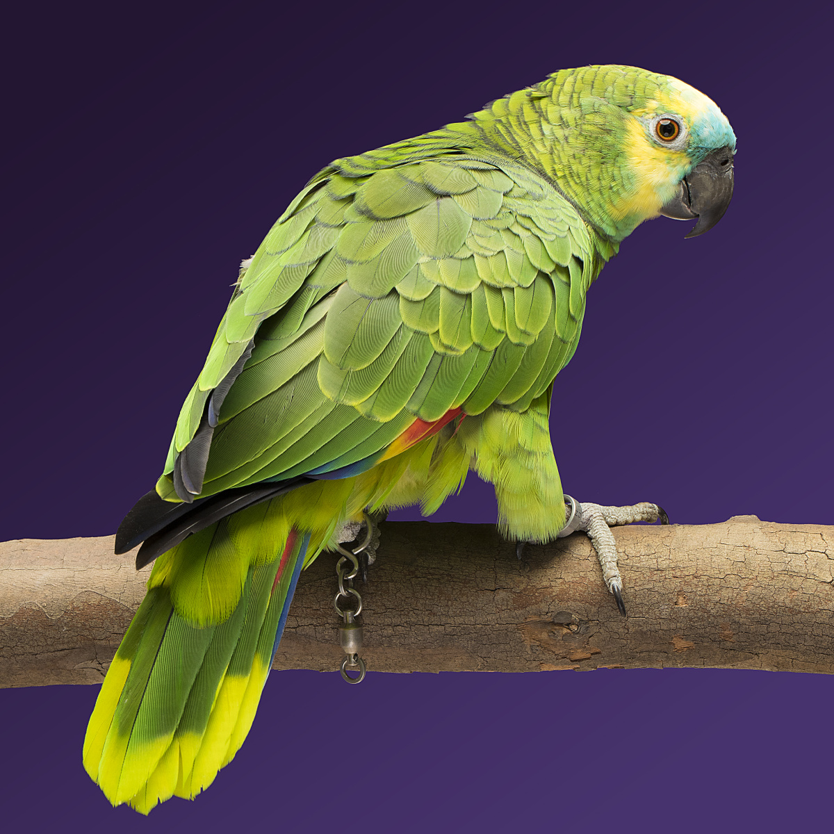 黄翼亚马逊鹦鹉