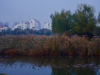 ORG_DSC02111