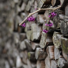 DSC_7984-1