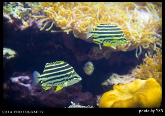 IMG_2906_