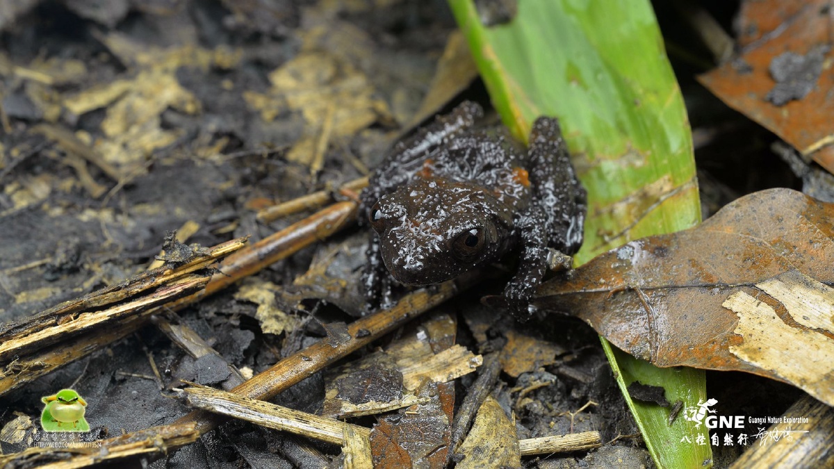 白斑小树蛙,又称"鸟屎蛙"…… - 班长7409 - 图虫