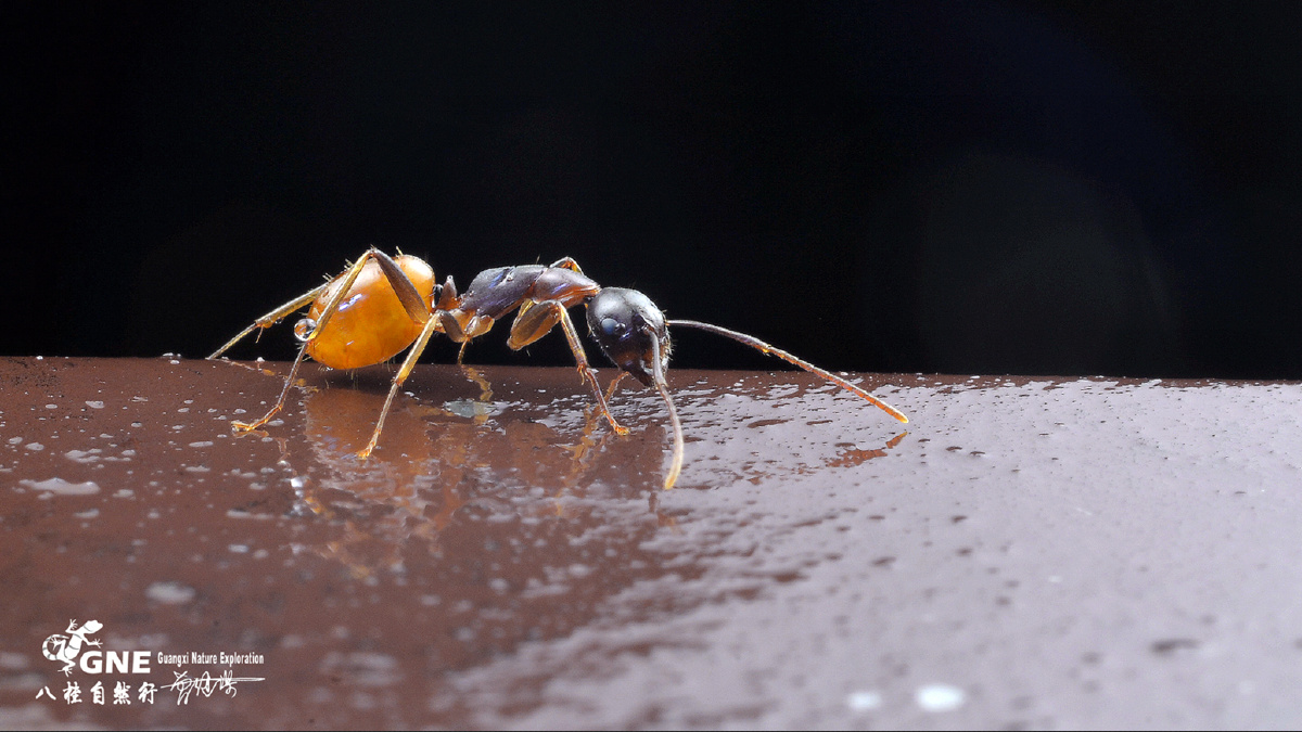 一只蚂蚁在夜晚出现,不知道它是迷路了还是……?