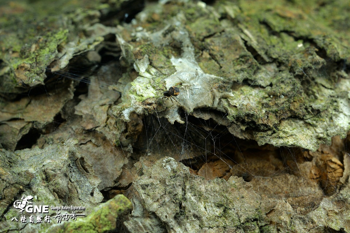 松树外皮上刚孵化出来的小蜘蛛只有约两毫米大小就是在棉絮状的保护区