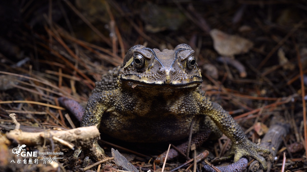 霸气的"黑眶蟾蜍"