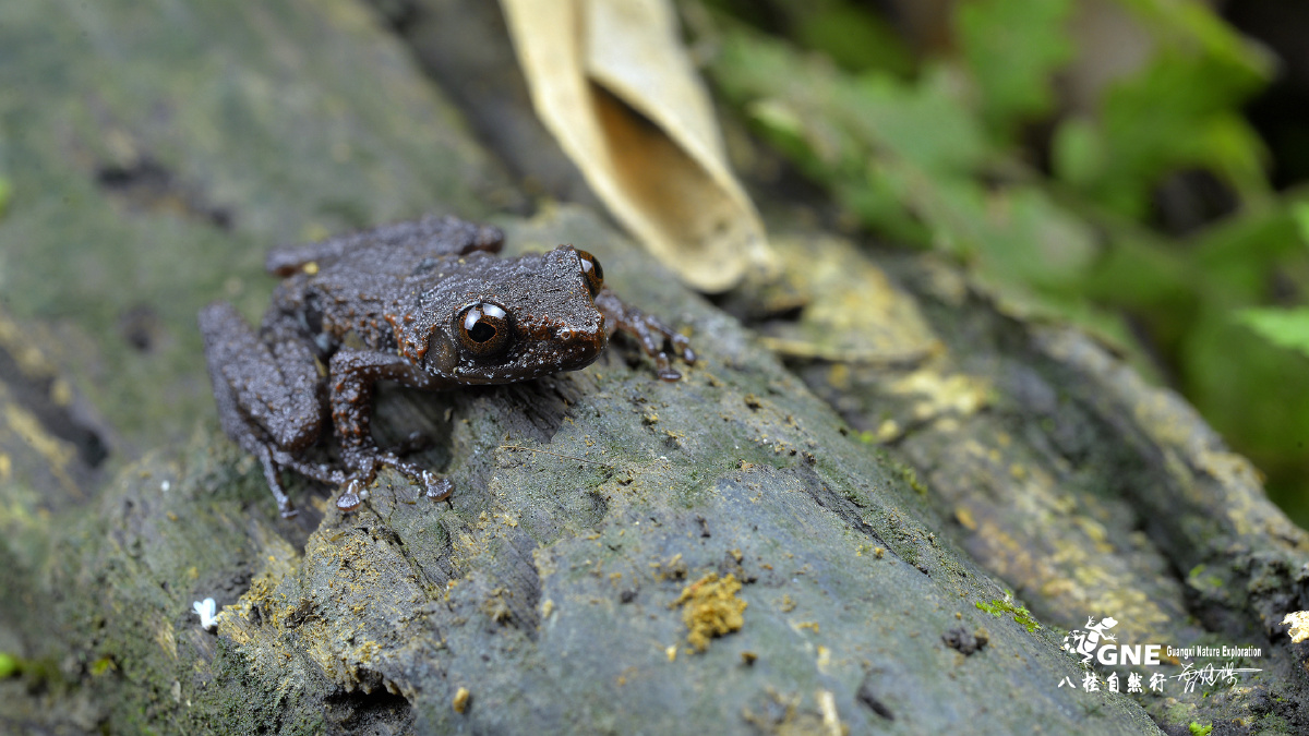 棱皮树蛙俗称鸟屎蛙