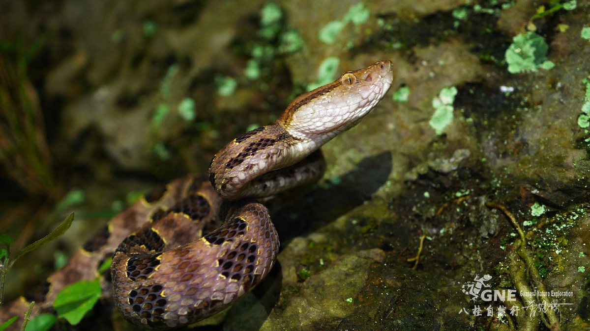 原矛头蝮(学名:protobothrops mucrosquamatus),又名为龟壳花,为蝰科
