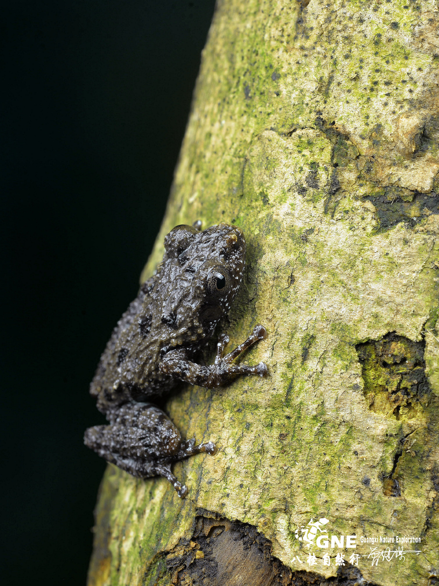 棱皮树蛙俗称鸟屎蛙