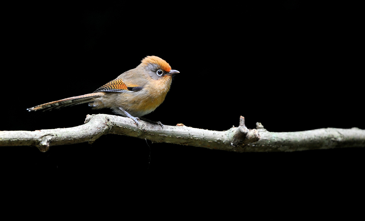 白眶斑翅鹛英文名spectacledbarwing学名actinoduraramsayi是雀形目噪