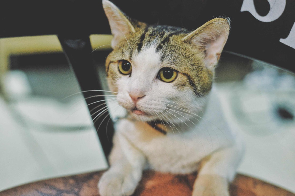 蠢猫一只但也可爱