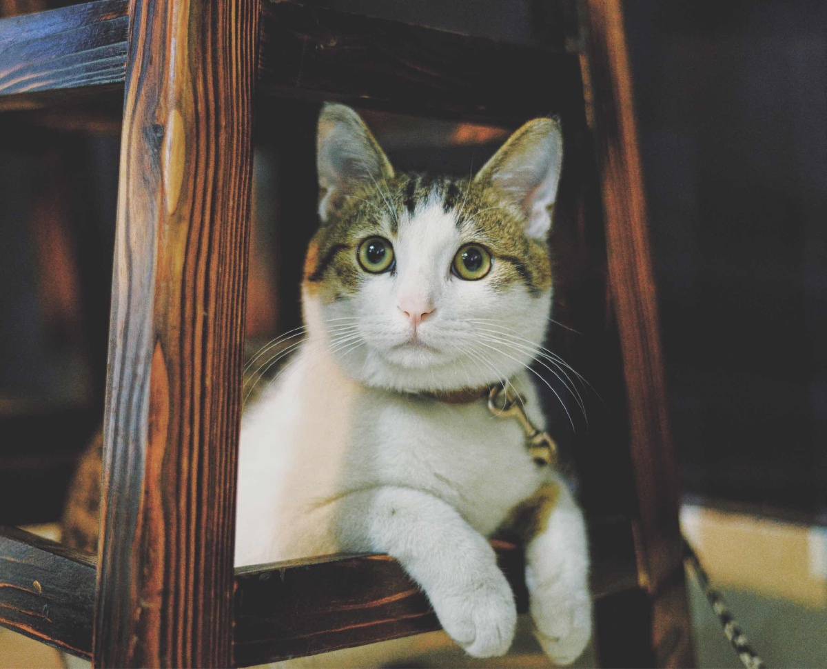 蠢猫一只但也可爱