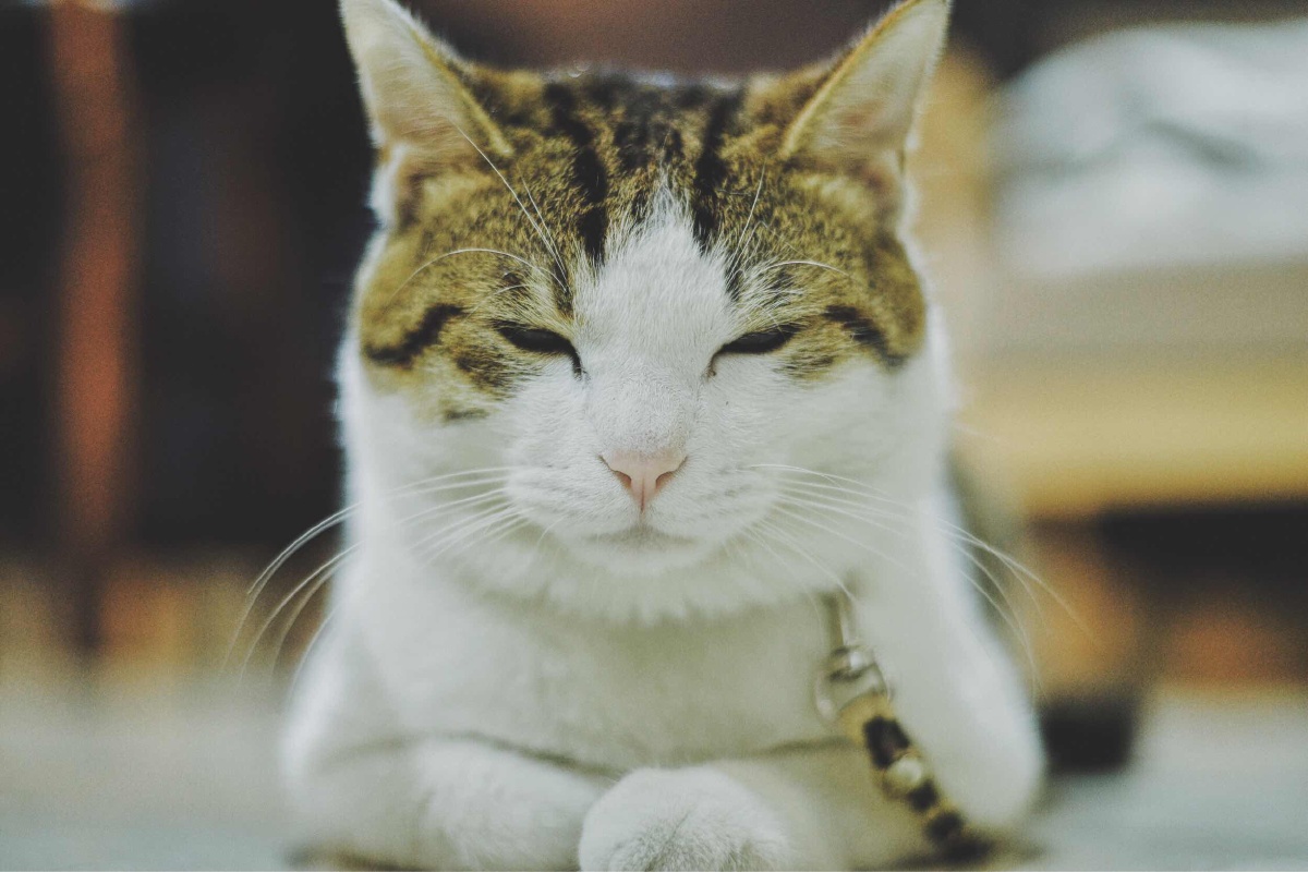 蠢猫一只但也可爱