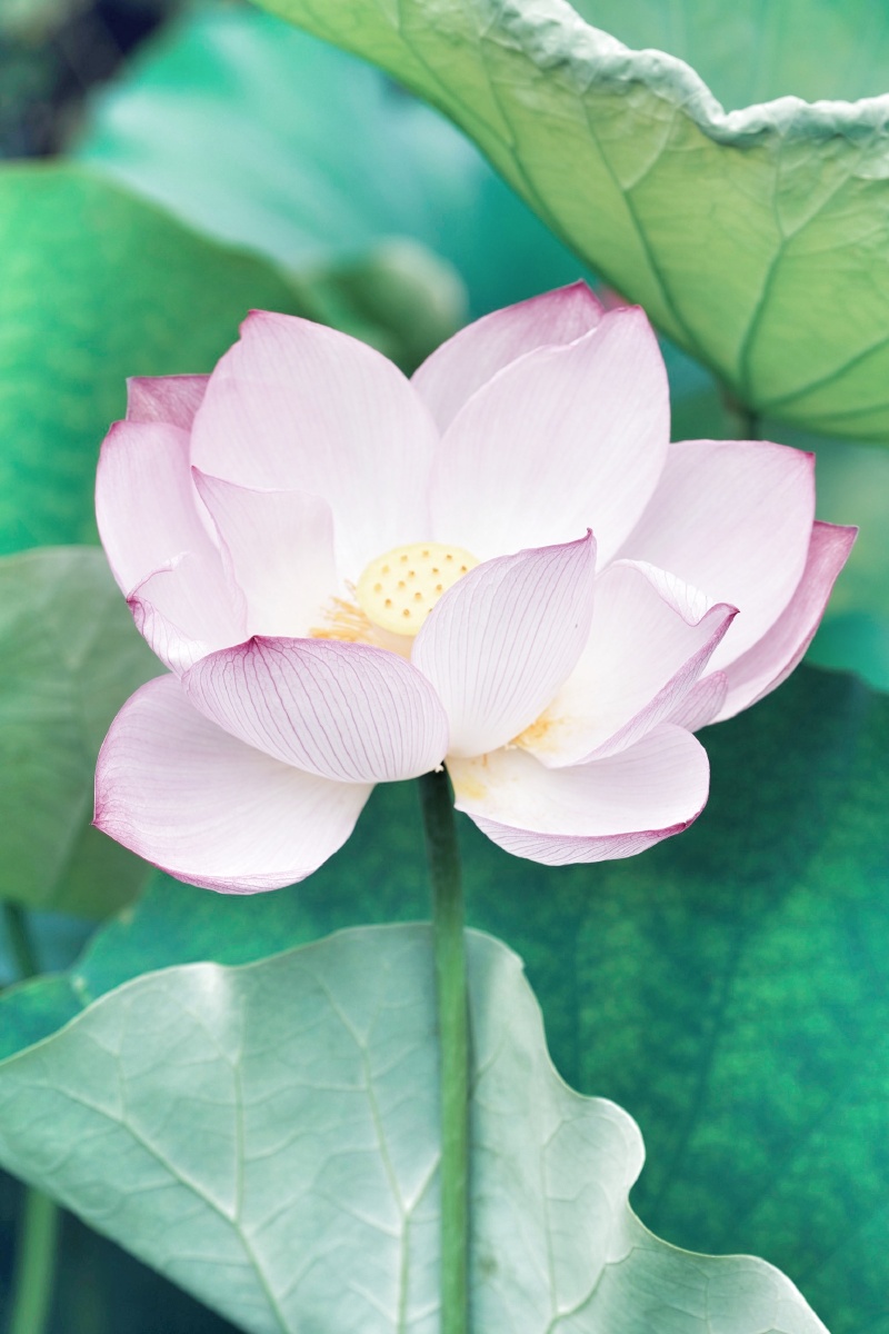 心似莲花开清风自然来