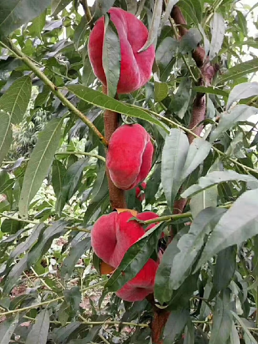 大桃天下第一镇平谷大华山人杰地灵桃更鲜自家的大桃正在采摘有想要的