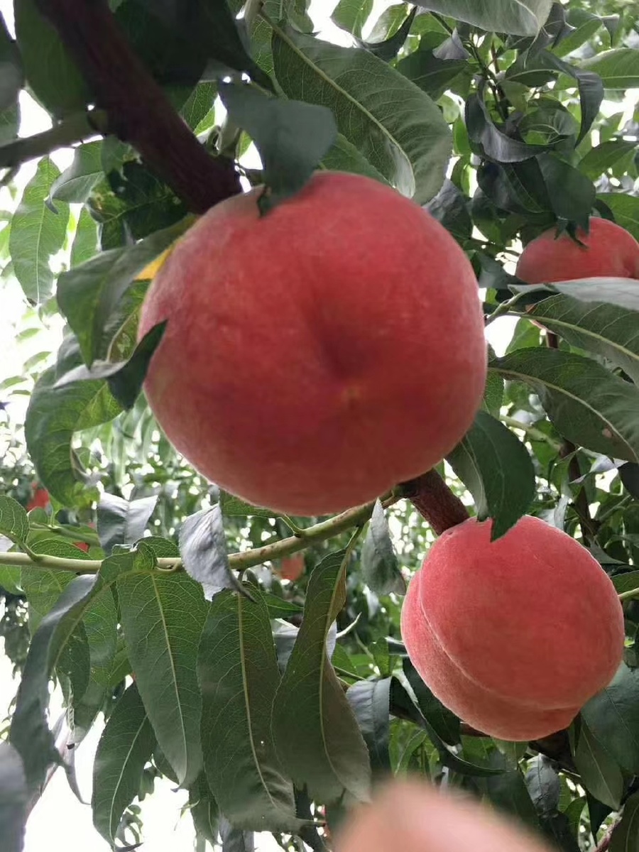 大桃天下第一镇平谷大华山人杰地灵桃更鲜自家的大桃正在采摘有想要的