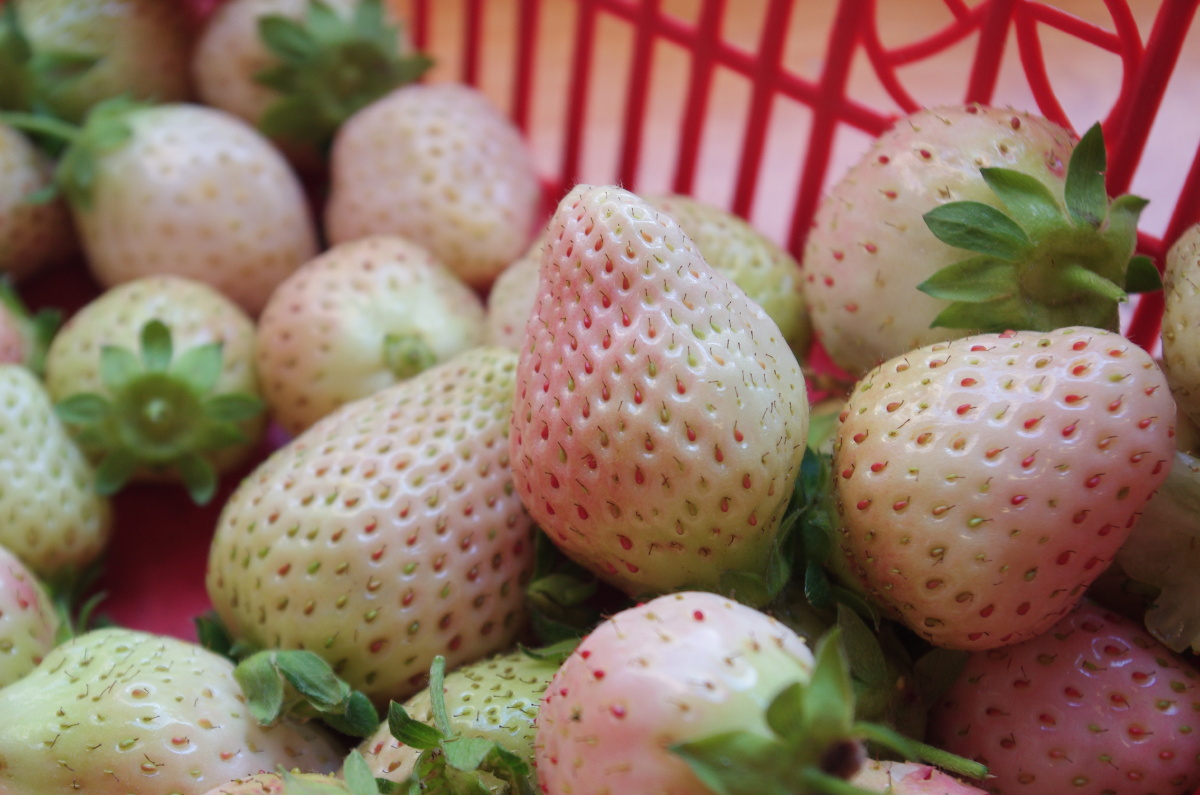 白草莓