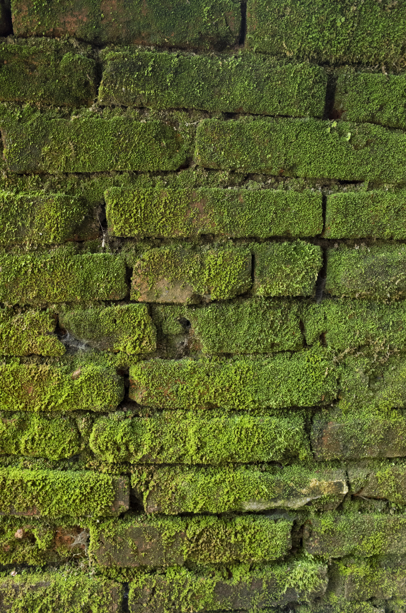 老墙与苔藓