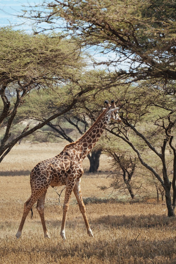 Giraffe