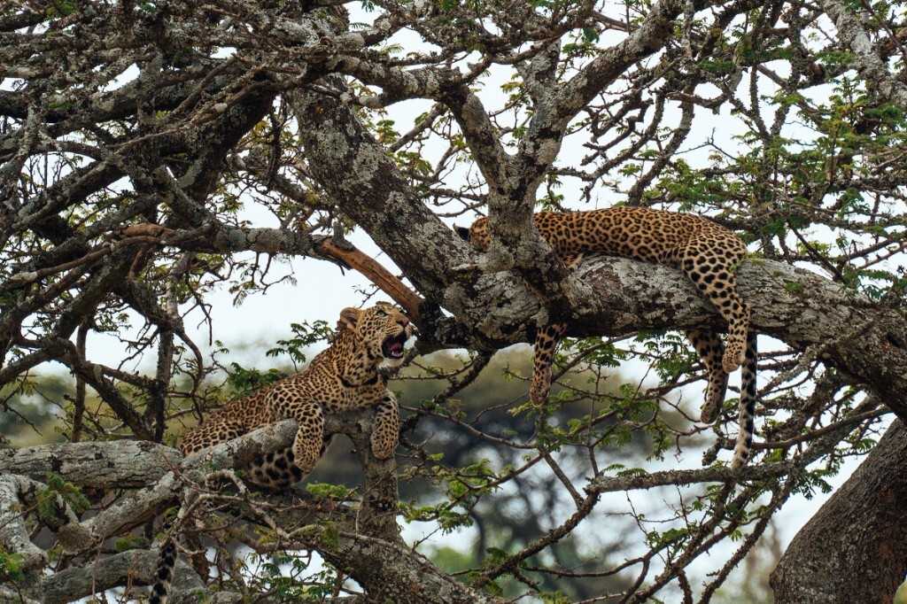 Leopard