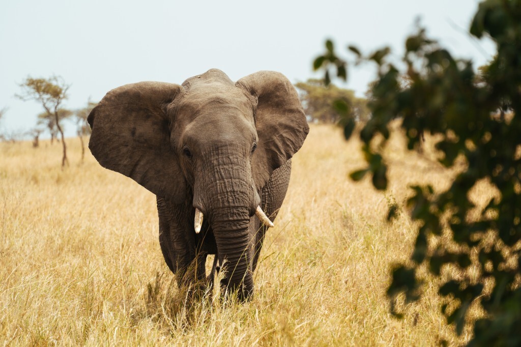Elephant