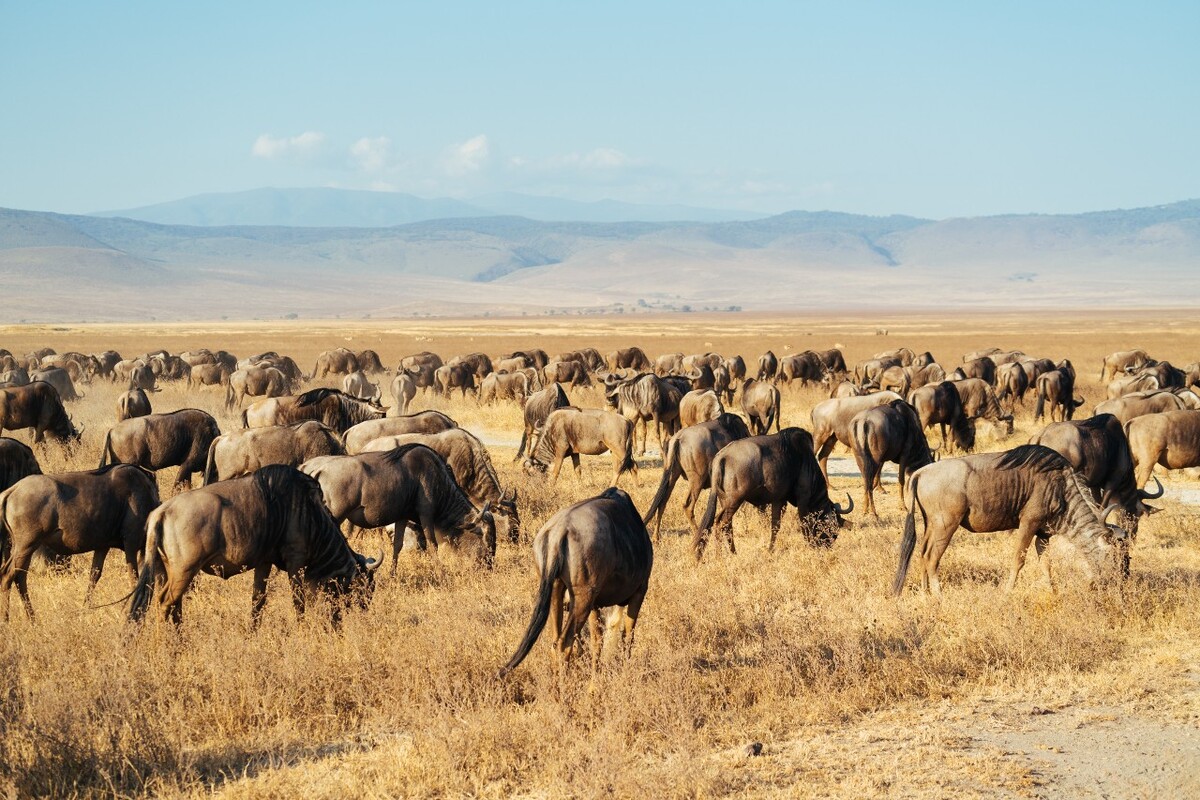 Wildbeest
