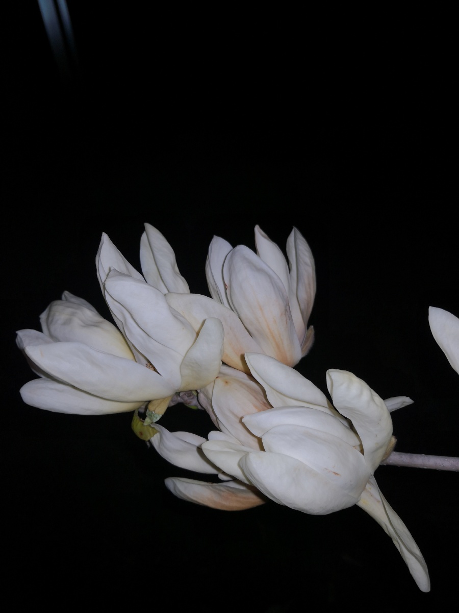 一组夜晚玉兰花