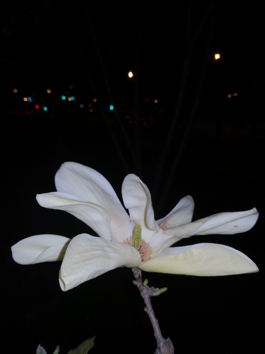 一组夜晚玉兰花