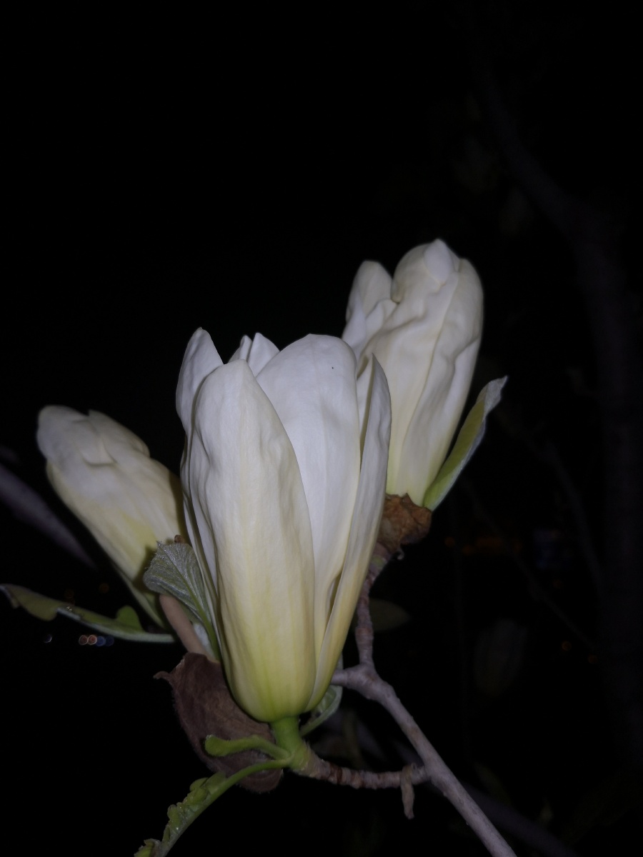 一组夜晚玉兰花