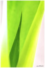节节高嫩叶