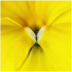 花性