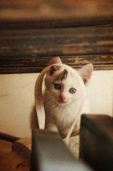cat
