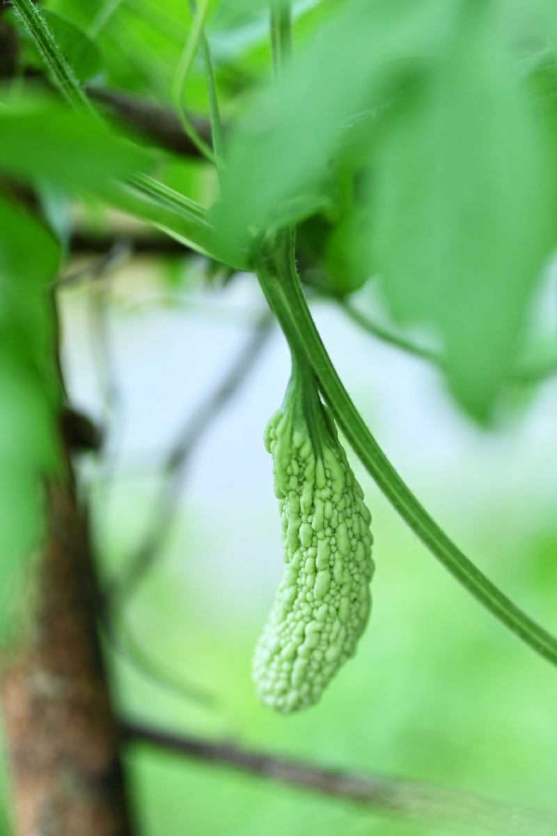 植物写真——苦瓜