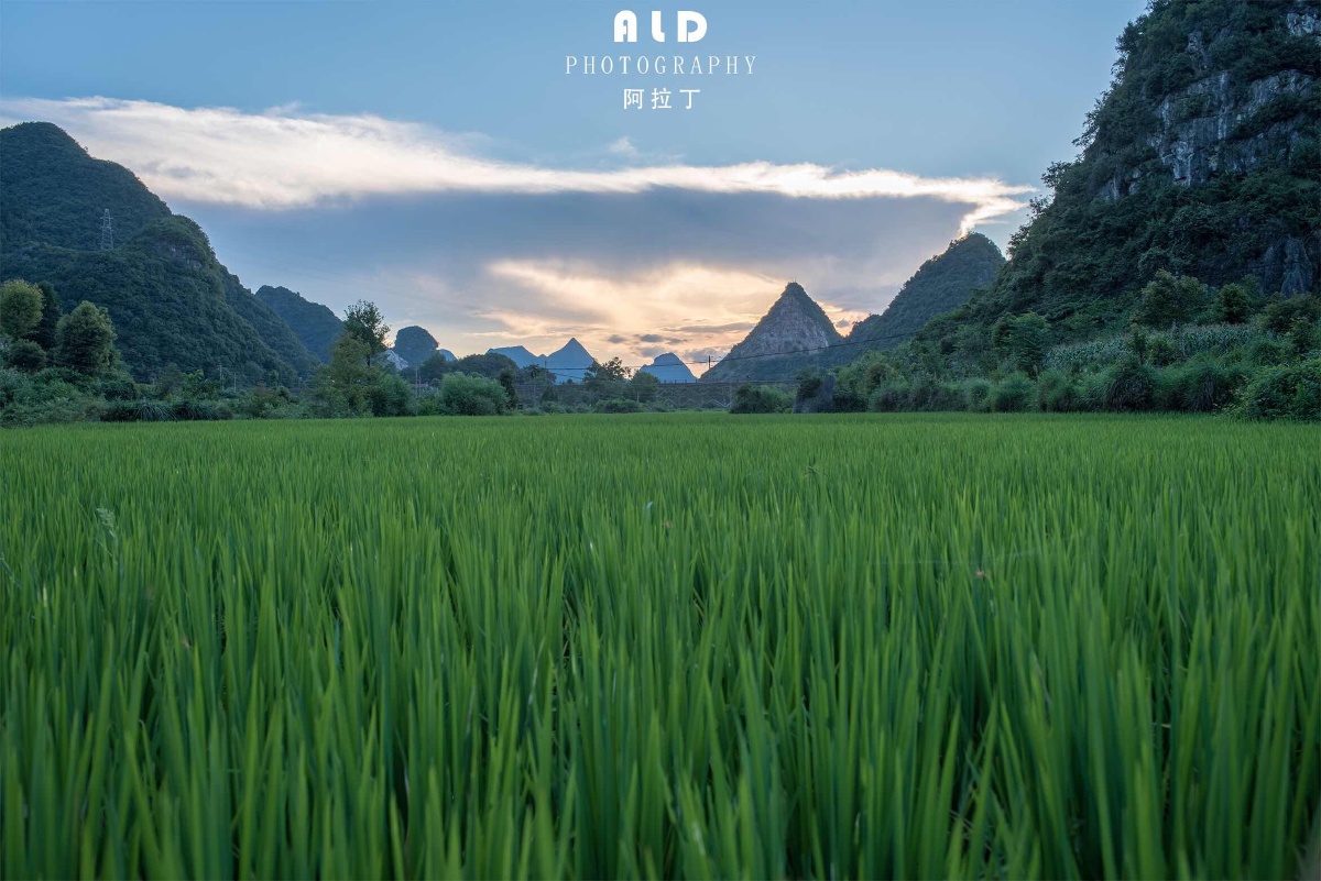 麻尾的田间风景