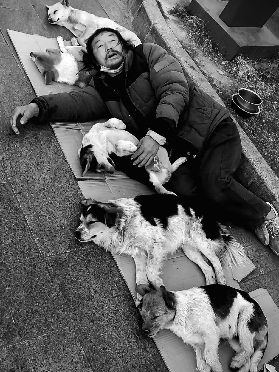 流浪*伴家附近的流浪汉收养了多条流浪狗,既有伴也献了爱心,不容易