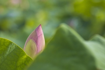 13251