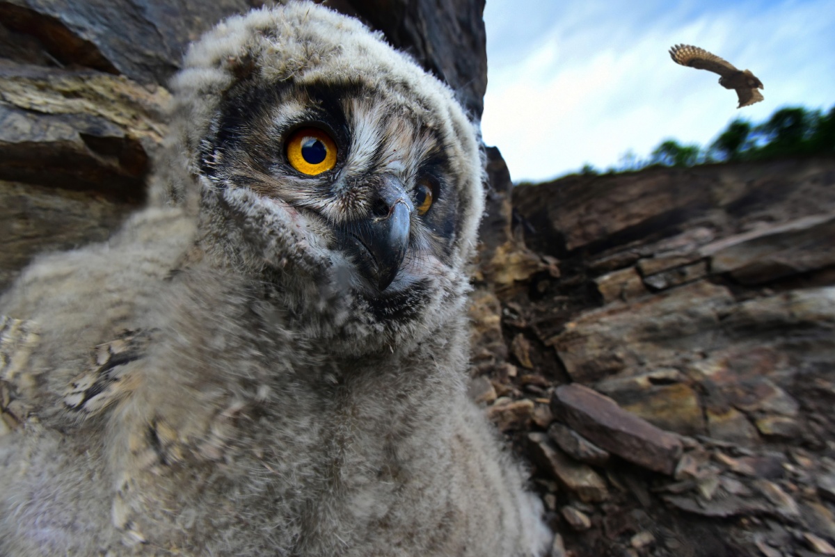 欧亚雕鸮我心飞翔
