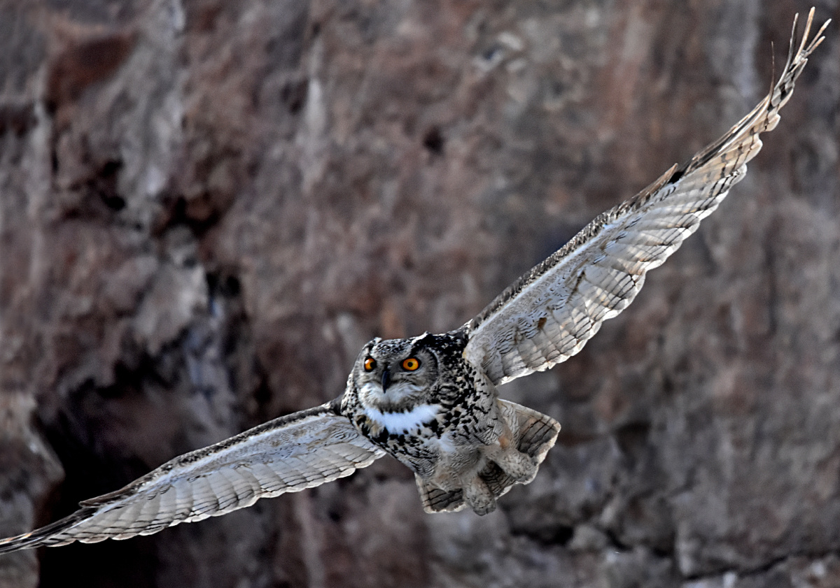欧亚雕鸮我心飞翔