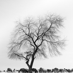 1267394