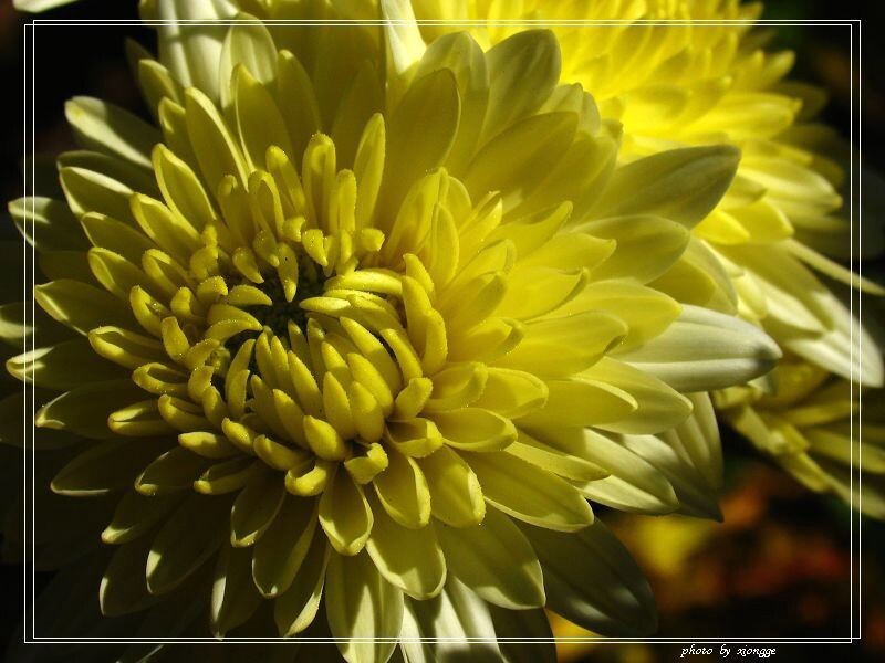 秋菊2<br />
