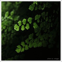 梦幻翡翠
