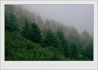 雾中雪杉