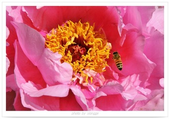 蜂花舞1